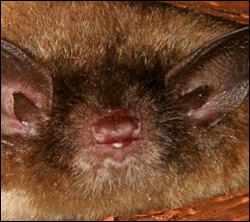 Dunedin bat removal